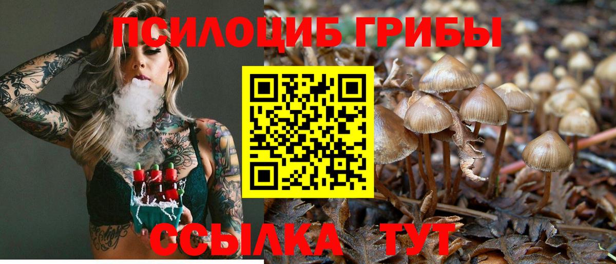 Псилоцибиновые грибы Cubensis Псков