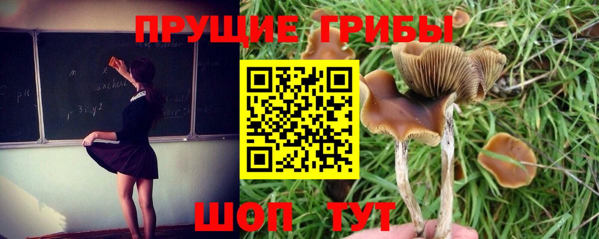 Галлюциногенные грибы MAGIC MUSHROOMS  Вход с VPN  Псков 